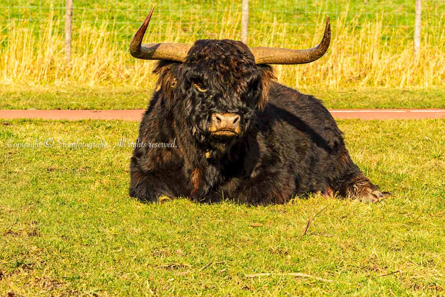 Openings Foto Schotse Hooglander Gr 0001